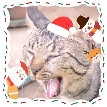 圣诞猫咪图框微信头像