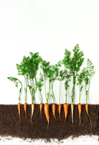 植物根的图片分享