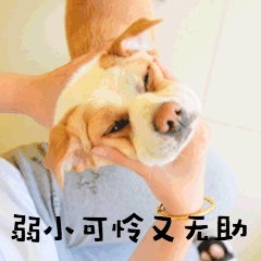 弱小可怜无助萌宠狗GIF表情包预览效果