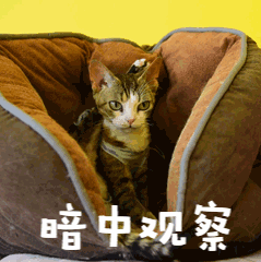 暗中观察萌宠猫GIF动图表情包预览效果