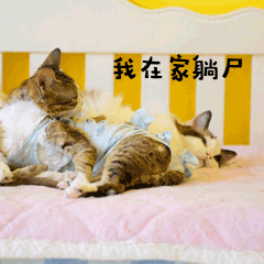 无精打采萌宠猫GIF动图表情包预览效果