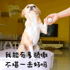 别低头搞笑图片萌宠狗动图表情包预览效果