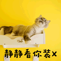 看你装X萌宠猫搞笑GIF动图表情包预览效果