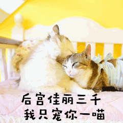 七夕宠你宠溺萌宠猫GIF动图表情包预览效果