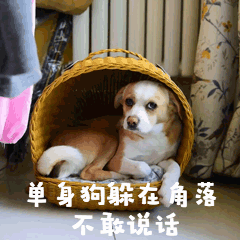 双十一光棍节单身狗萌宠狗GIF动图表情包预览效果