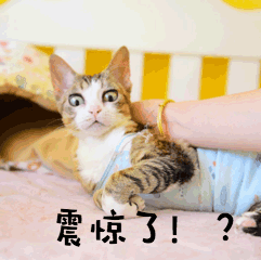 打我萌宠猫GIF动图表情包预览效果