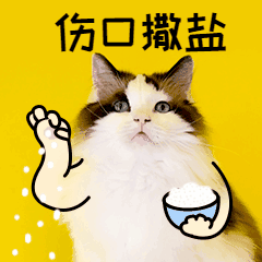 搞笑社交调侃朋友猫咪宠物GIF动图表情包预览效果