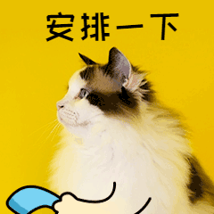 安排一下打电话打CALL猫咪萌宠GIF动图表情包预览效果