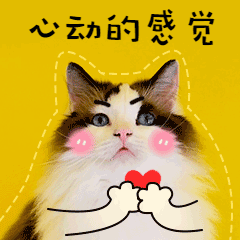 表白爱心害羞告白猫咪宠物GIF萌宠表情包 预览效果