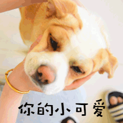 你的小可爱萌宠狗GIF动图表情包预览效果