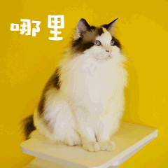 哪里萌宠猫GIF动图表情包预览效果