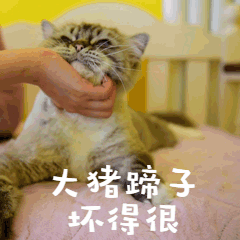 大猪蹄子坏得很萌宠GIF表情包预览效果