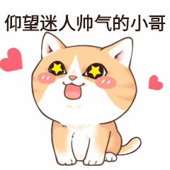 仰望崇拜憧憬星星眼萌宠小猫可爱动态表情包预览效果