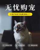 模板缩略图