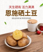 模板缩略图