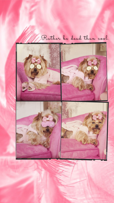 Simple Cute Style Pet Dog Photos Display Instagram Story预览效果