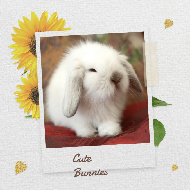 Pet Photo Promotion Fashion Simple Style Polaroid Simulation Poster Ecommerce Product预览效果